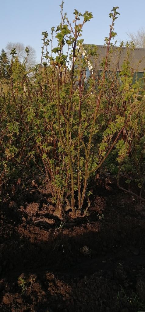 rode bes aalbes jonk heer van tets, Tuin en Terras, Planten | Fruitbomen, Ophalen, Minder dan 100 cm, Overige soorten, Lente