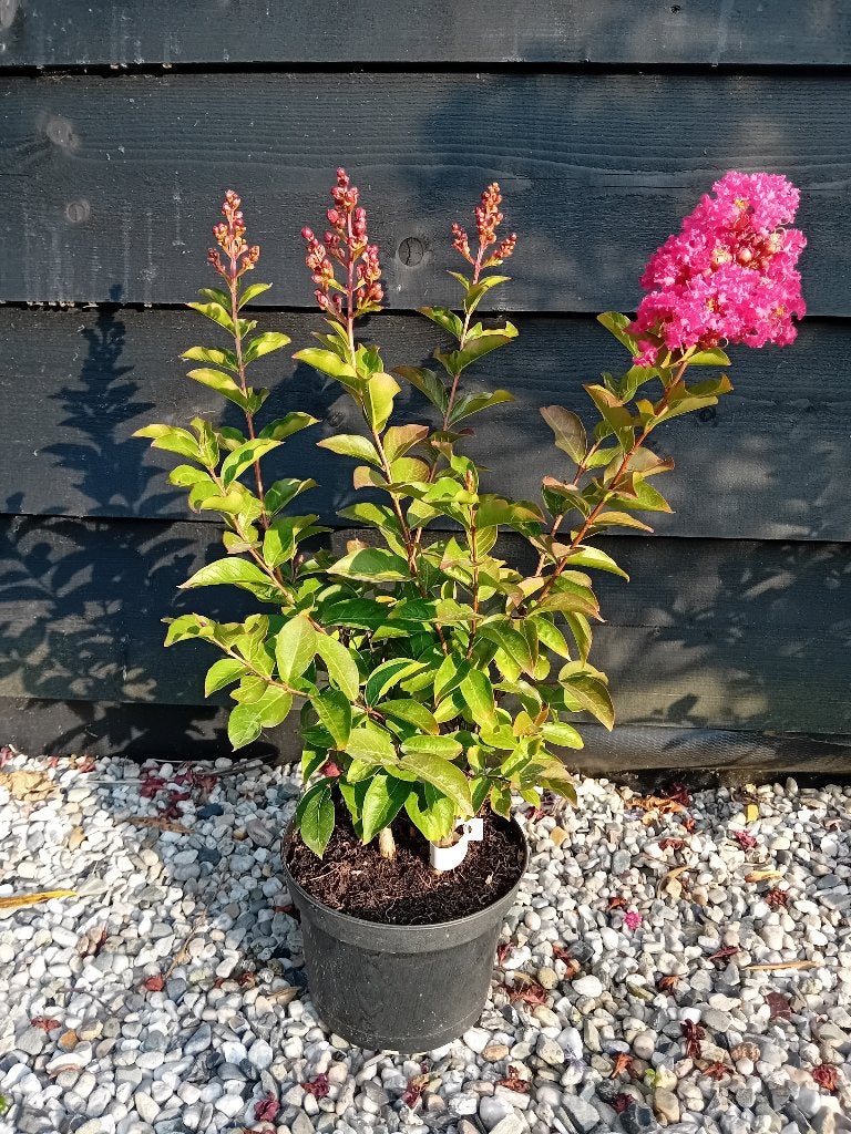 Lagerstroemia Tuscarora, Tuin en Terras, Ophalen of Verzenden, Zomer, Overige soorten, Volle zon