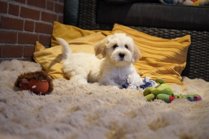 Medium kruising tibetaanse terrier - labradoodle pups., Dieren en Toebehoren, Nederland, Overige rassen, 8 tot 15 weken, CDV (hondenziekte)