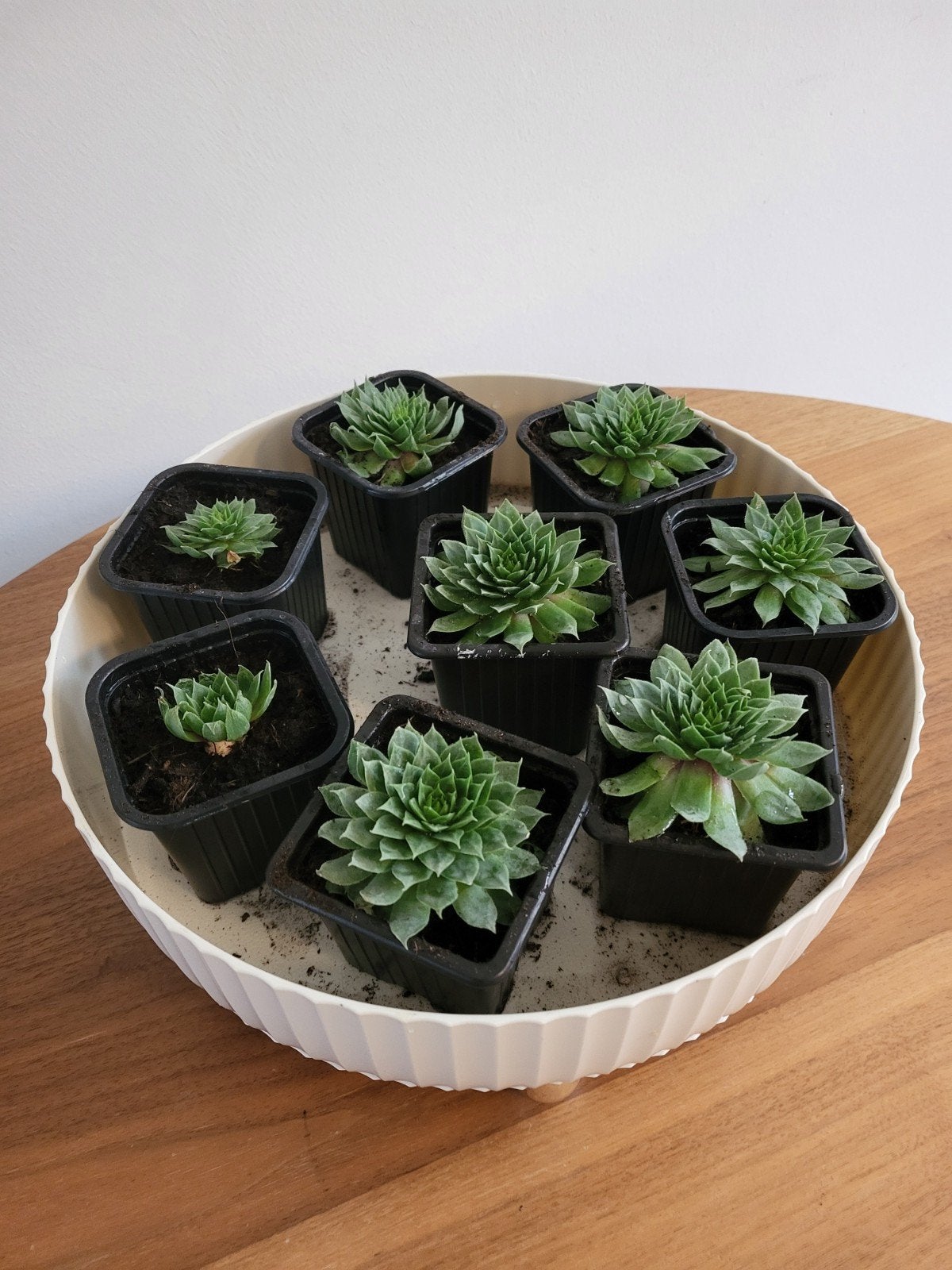 Huislook stekjes - Sempervivum - Winterharde vetplant, Ophalen, Bodembedekkers, Volle zon, Vaste plant