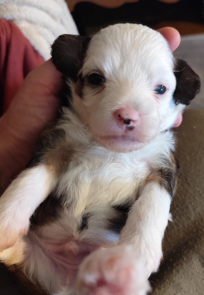 Chinese naakthonden pups, Dieren en Toebehoren, Honden | Chihuahua's en Gezelschapshonden, België, Particulier, Overige rassen