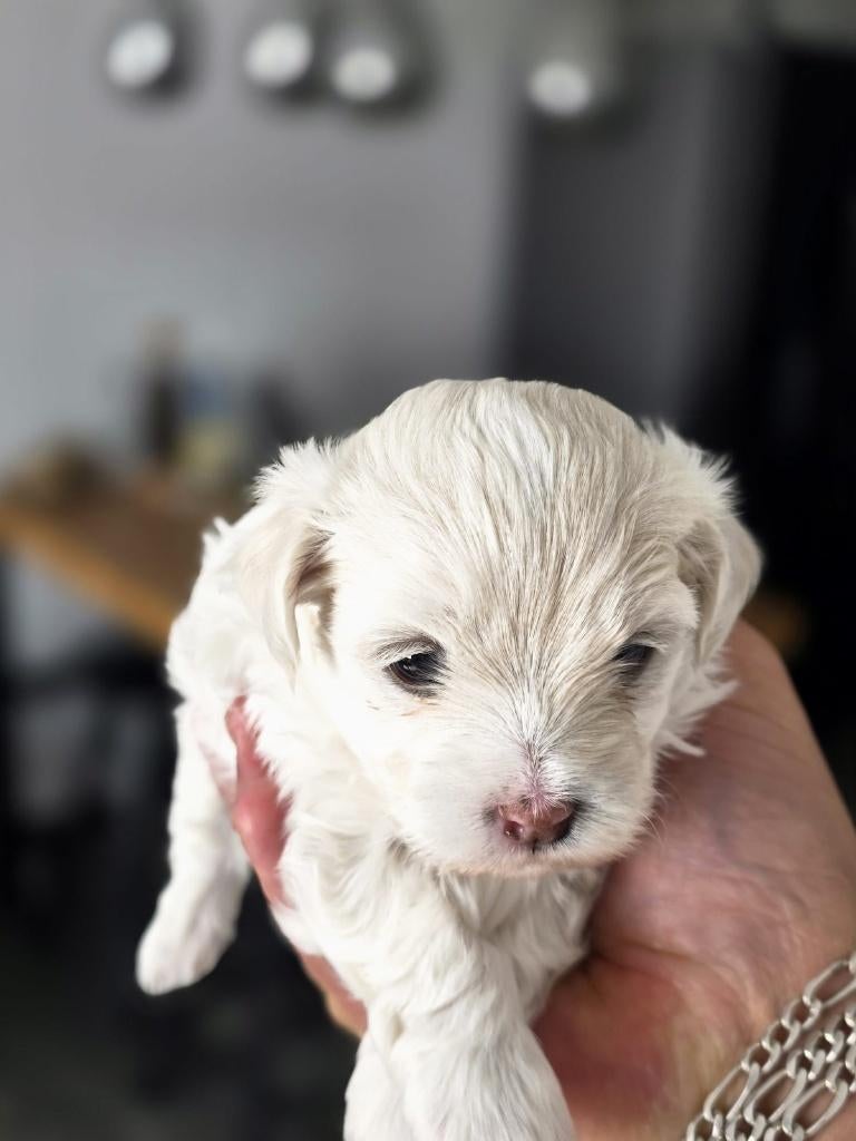 Malshi pups (Maltezer x Shih Tzu) – 1 beschikbaar, Maltezer, 8 tot 15 weken, Parvo, Meerdere