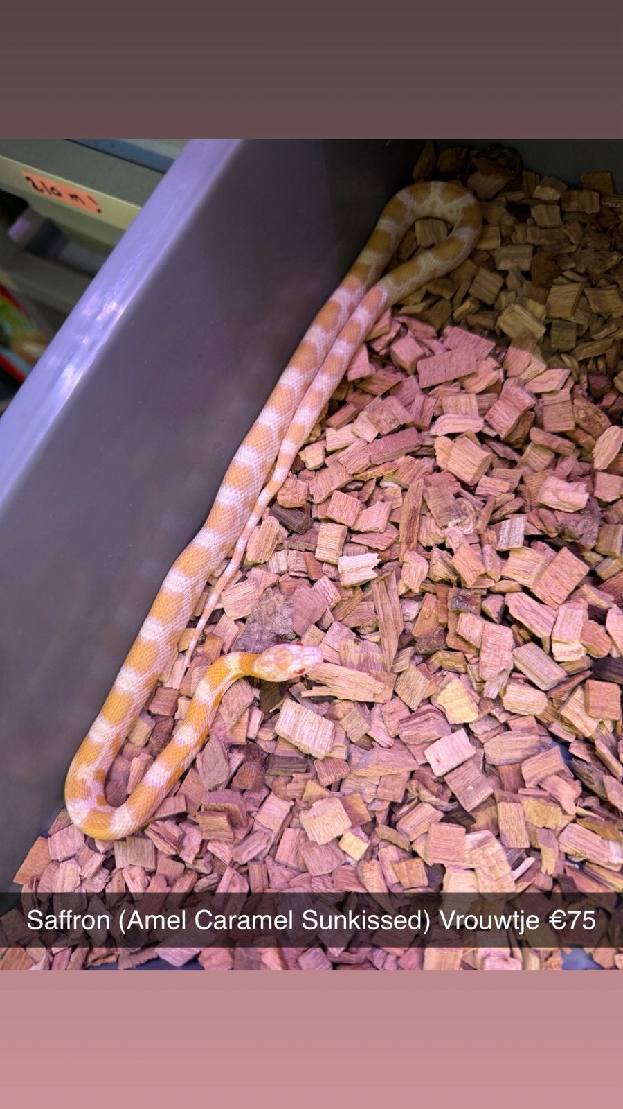 Rattenslangen (Hele leuke genen) (Spoed!) Rat Snake photo 12