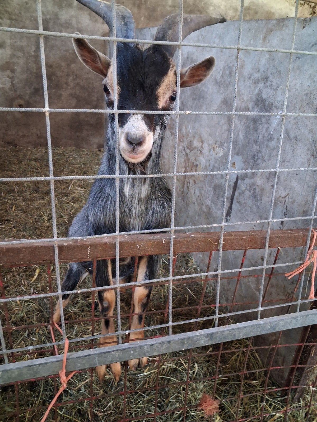 Grijstan dwerg geit bok, Dieren en Toebehoren, Mannelijk, Geit