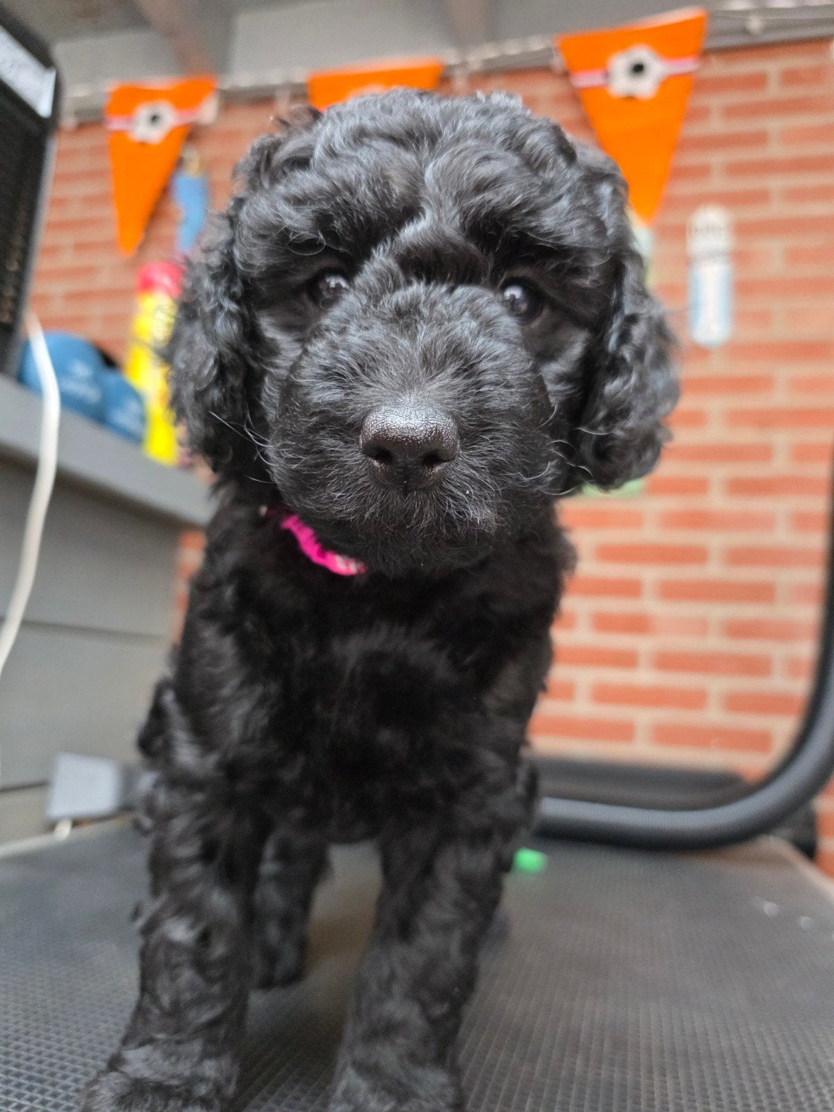 Nog 2 super leuke F4 multigen doodles, Parvo, Overige rassen, 8 tot 15 weken, Meerdere