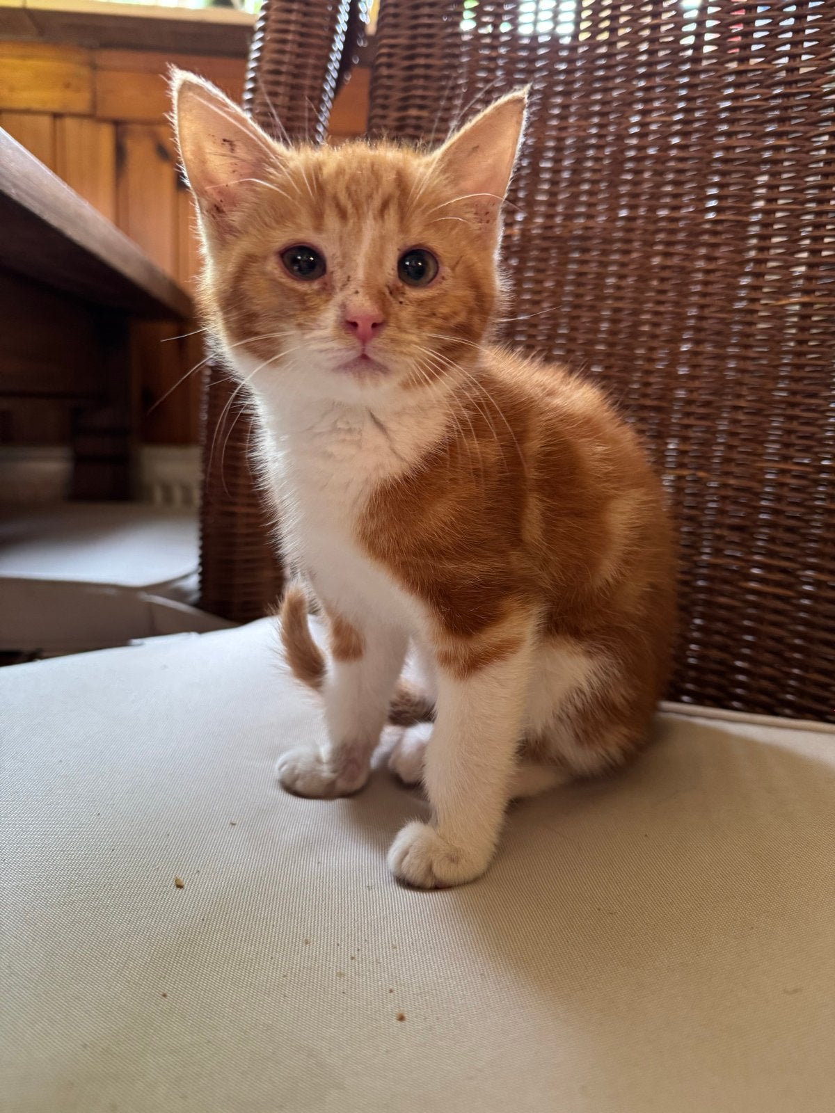 Boerderij kitten poesje, Poes