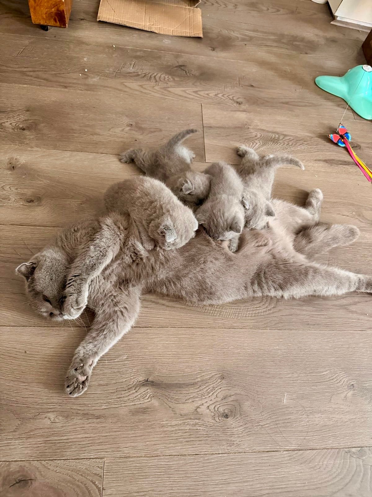 Vier prachtige Britse Korthaar kittens, Dieren en Toebehoren, Meerdere dieren, Ontwormd, 0 tot 2 jaar