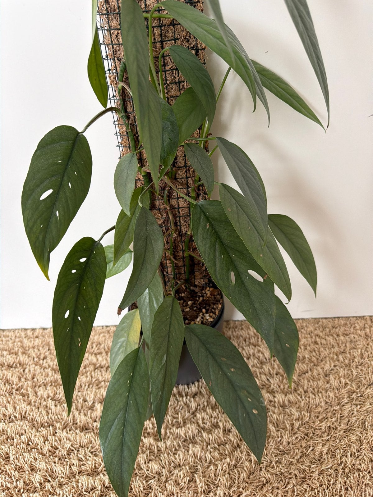Epipremnum Cebu Blue, Ophalen, Halfschaduw, Minder dan 100 cm