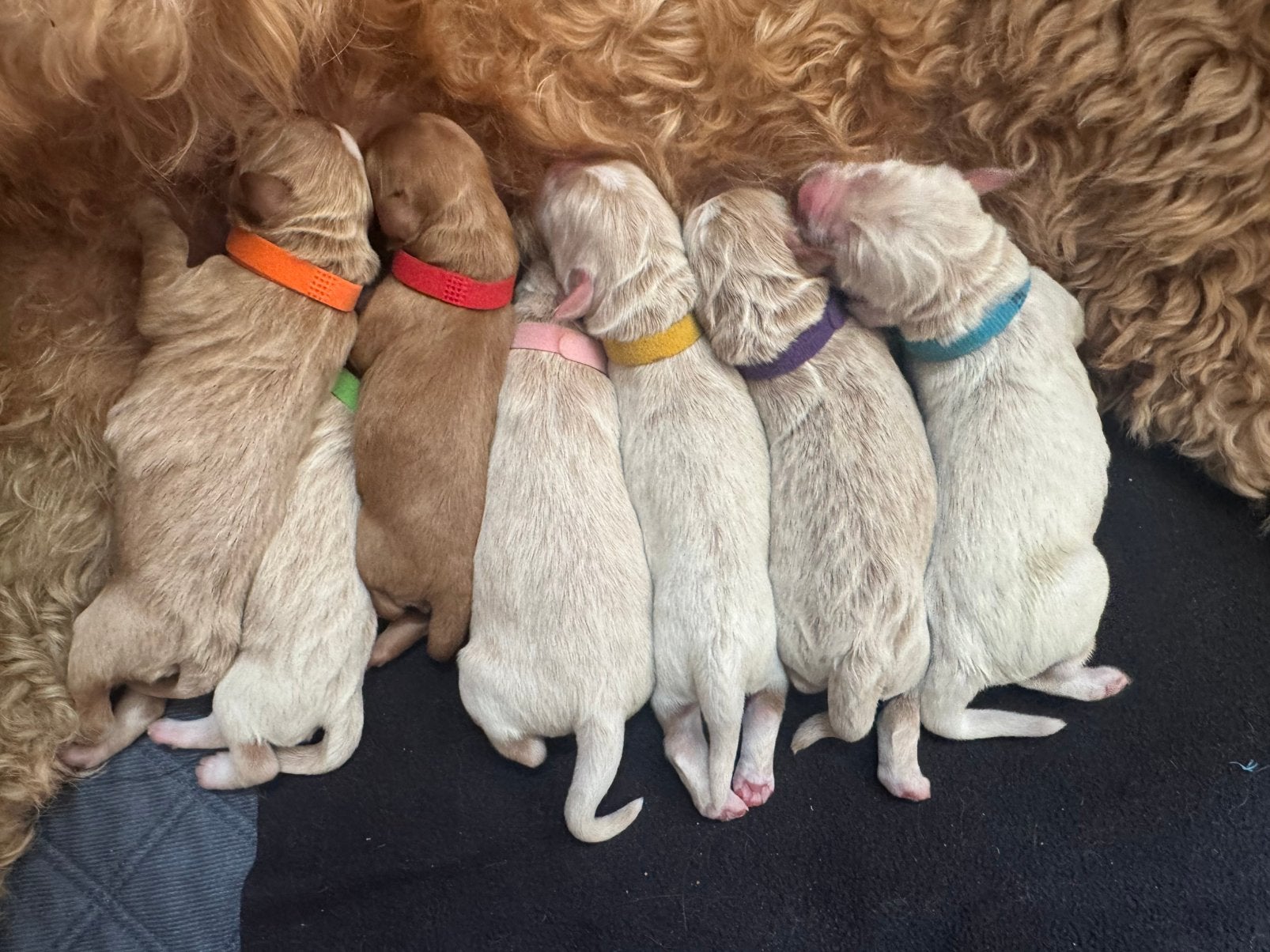 Prachtige wavy fleece labradoodle pups, 8 tot 15 weken, Meerdere, Meerdere dieren, Middel