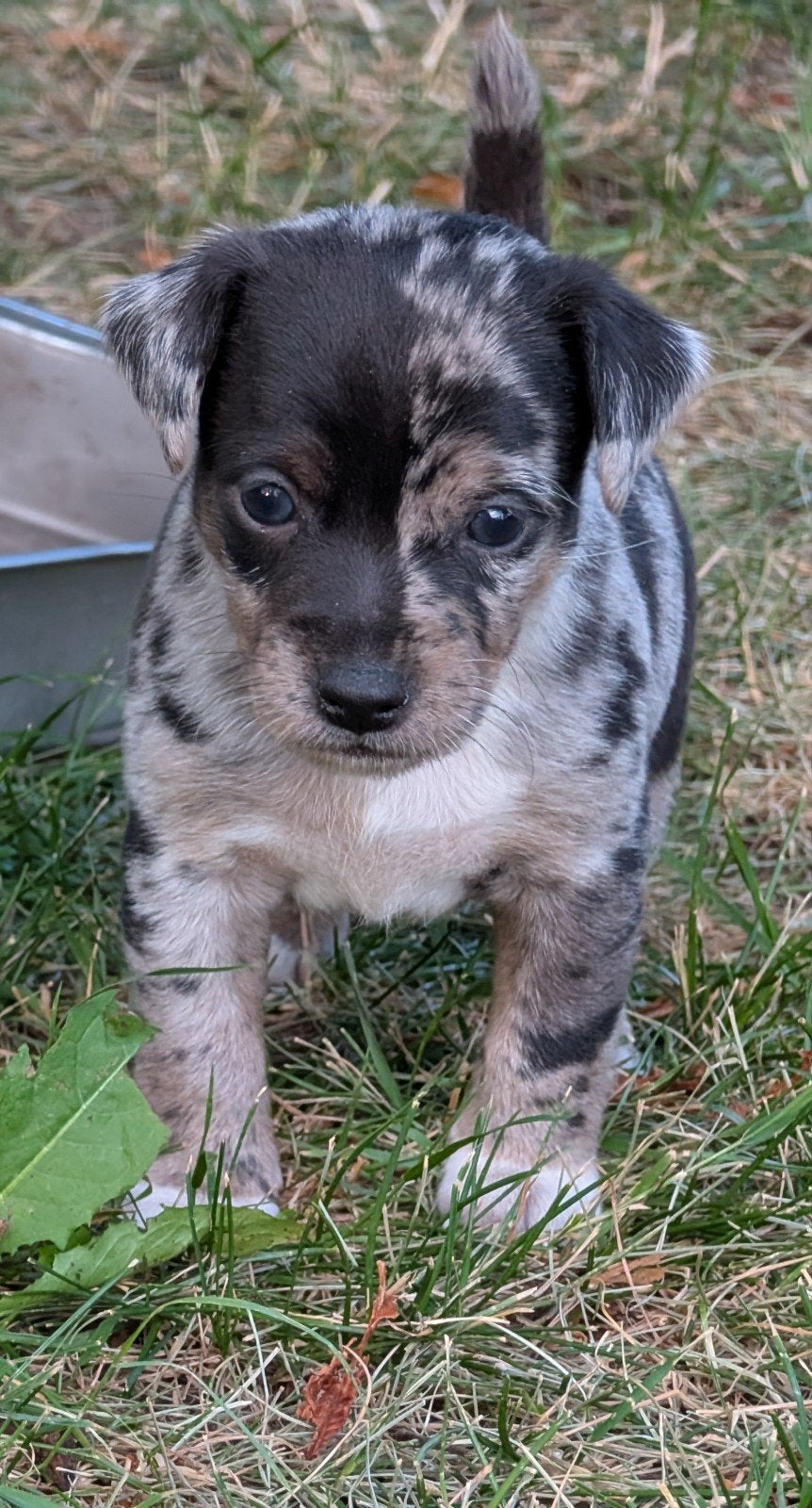 Jack Russell pups, Jack Russell Terriër, Reu, 8 tot 15 weken, Meerdere