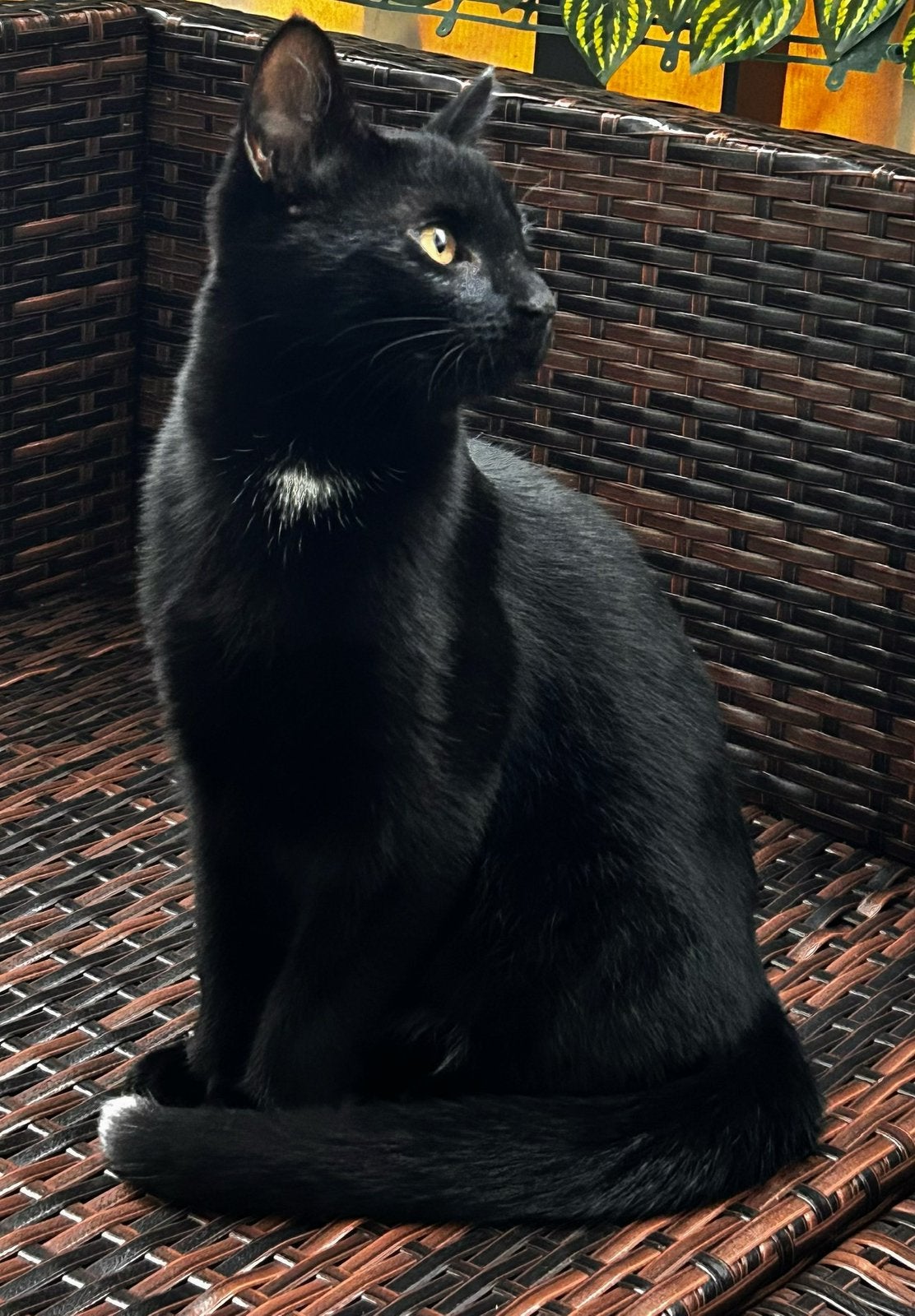 Katten oppas aangeboden, Ophalen of Verzenden