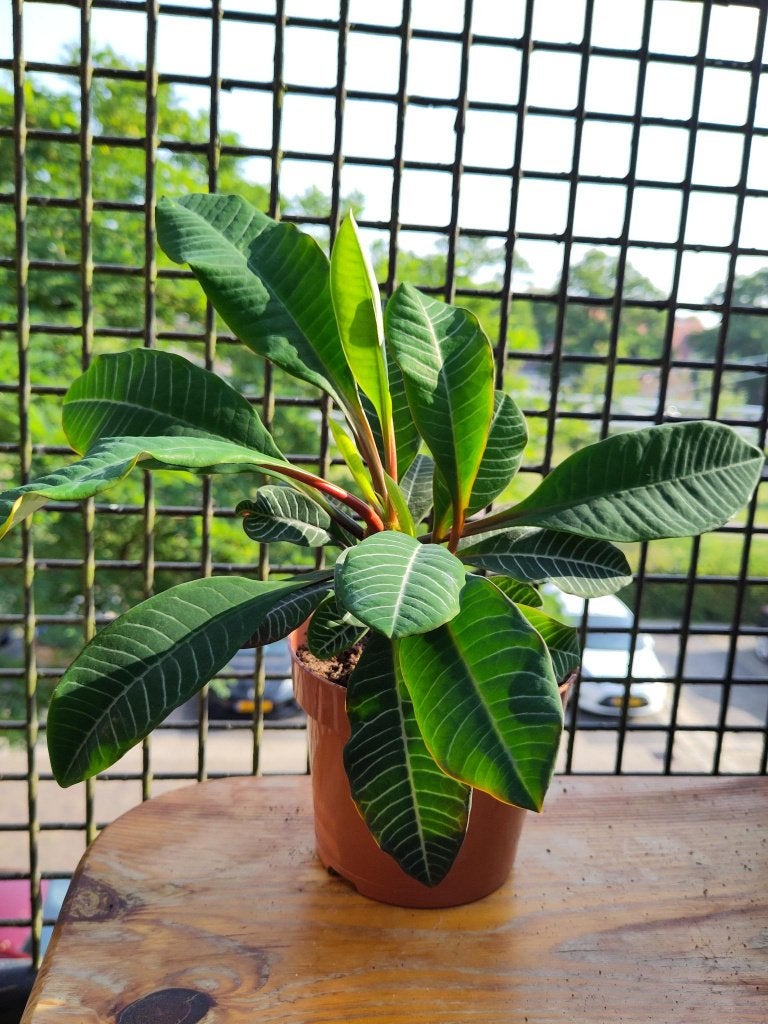 Biologische Madagascar Jewel - Euphorbia leuconeura, Huis en Inrichting, Kamerplanten, Ophalen, In pot, Halfschaduw, Minder dan 100 cm