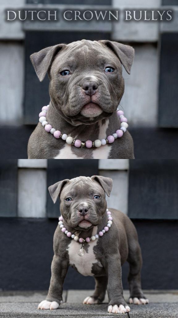 American pocket bully laaste teefje mag nest verlaten, 8 tot 15 weken, Bulldog, Meerdere, Meerdere dieren