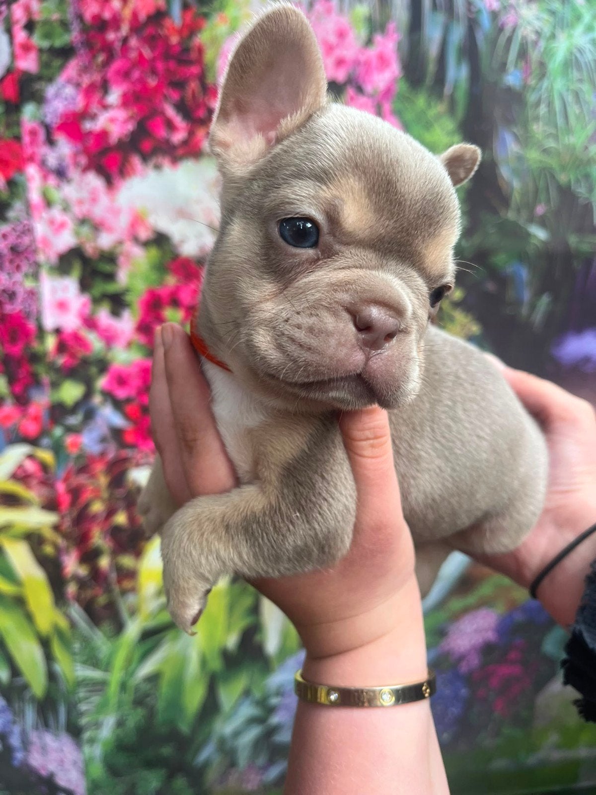 Franse bulldog pups, Parvo, 8 tot 15 weken, Teef, Bulldog