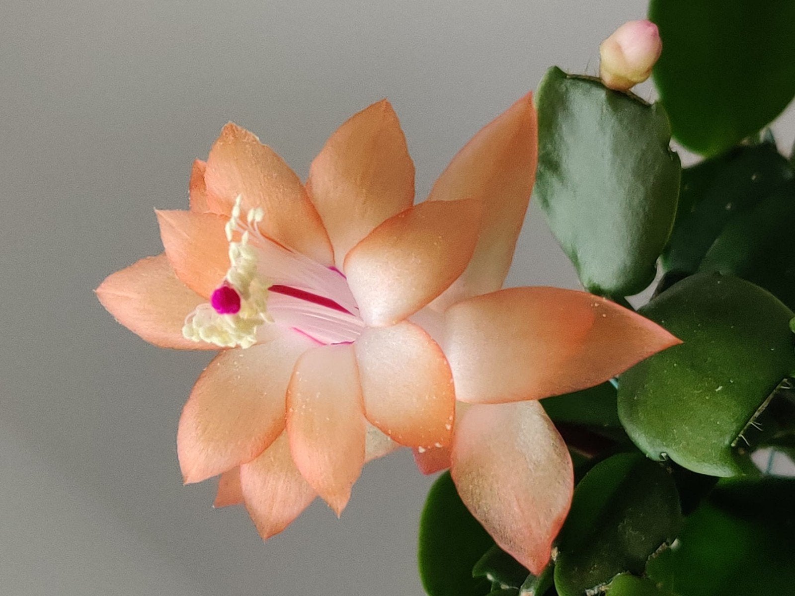 Schlumbergera buckleyi 'Little Sockeye' stek ongeworteld, Verzenden, Halfschaduw, Minder dan 100 cm