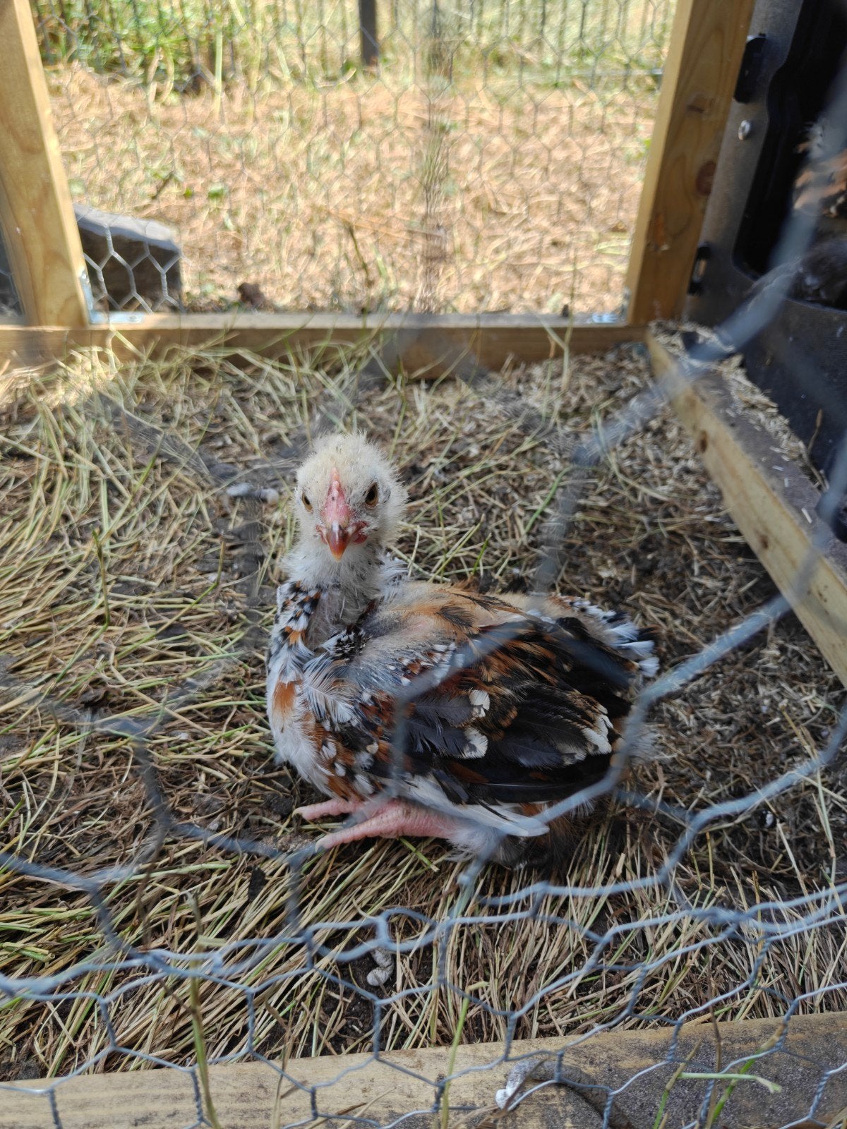 Orpington groot roodporselein, Dieren en Toebehoren, Pluimvee, Geslacht onbekend, Kip