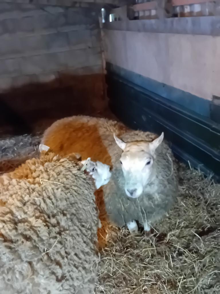 Te koop Ram één jaar oud, Dieren en Toebehoren, Schapen, Geiten en Varkens, Mannelijk, Schaap