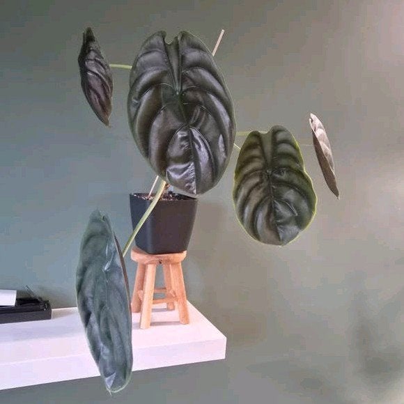 Alocasia 'Red Secret', Ophalen, Halfschaduw, Minder dan 100 cm