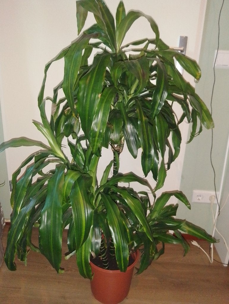 Dracaena, Ophalen, Halfschaduw, Minder dan 100 cm