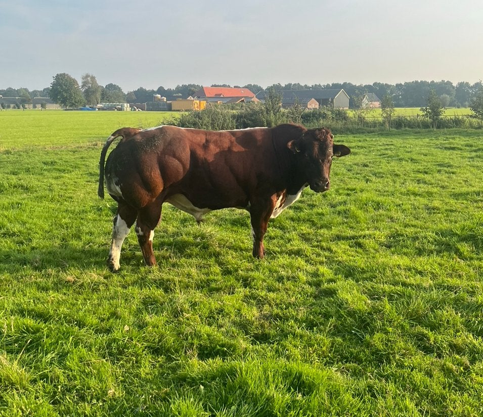Dikbil streeprugstieren en stierkalveren te koop/te huur, Dieren en Toebehoren, Mannelijk