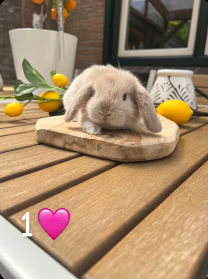 Raszuivere Mini Lop konijntjes met stamboom, Dieren en Toebehoren, Meerdere dieren, Klein, 0 tot 2 jaar