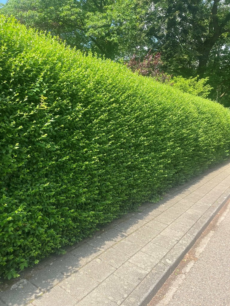 Ligustrum Ovalifolium Haag Liguster - 140cm hoog