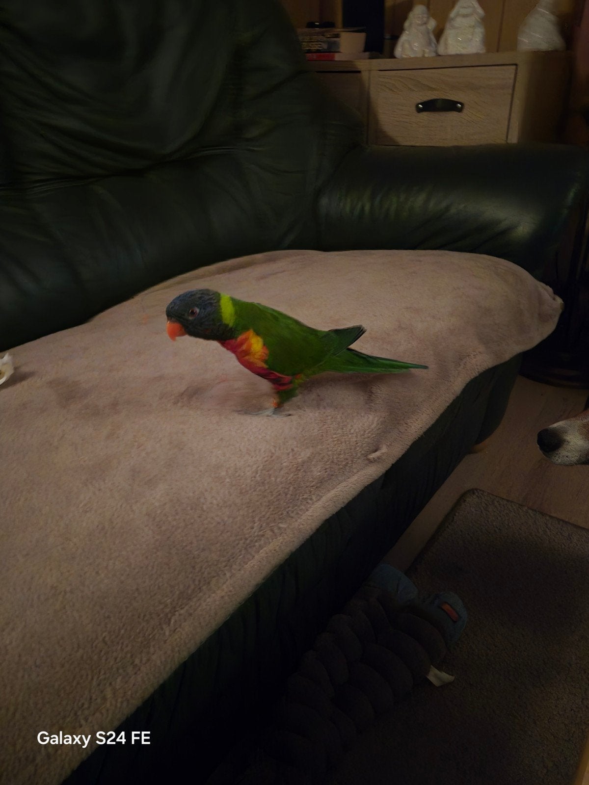 Lori Loki te koop, Mannelijk, Tropenvogel, Geringd