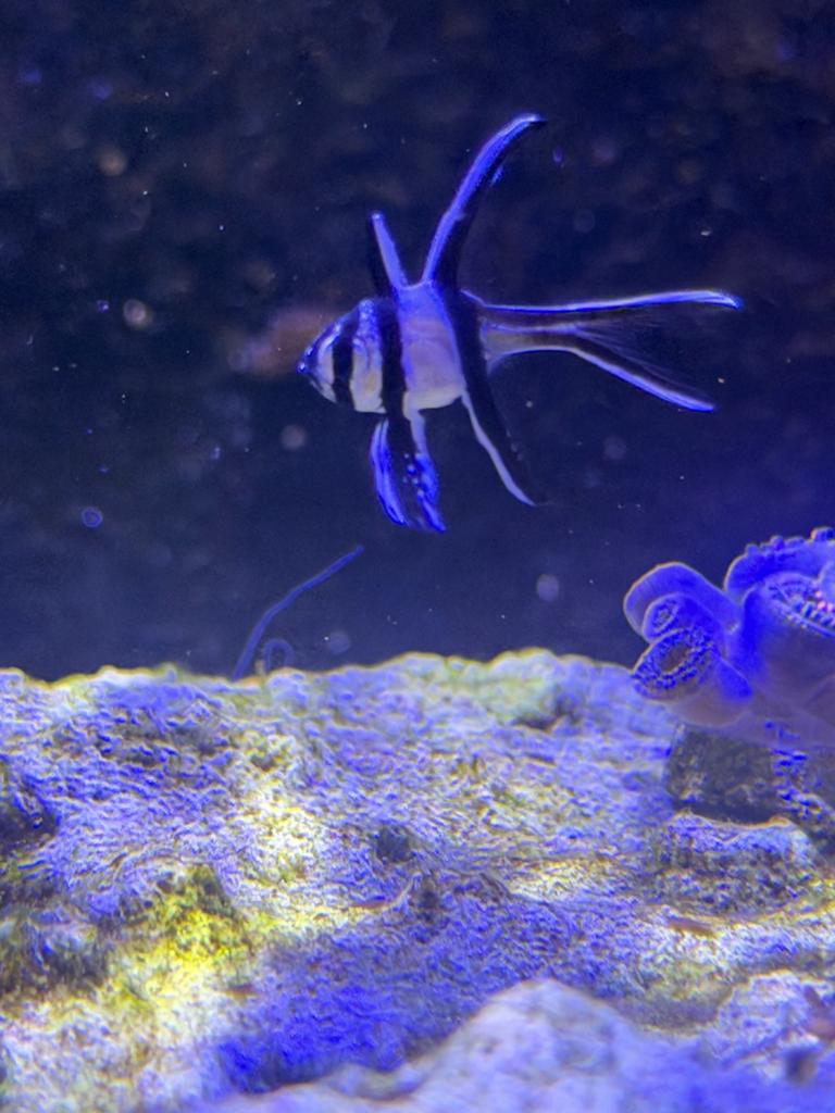 Pterapogon kauderni - Kardinaalbaars, Dieren en Toebehoren, Vissen | Aquariumvissen, Vis