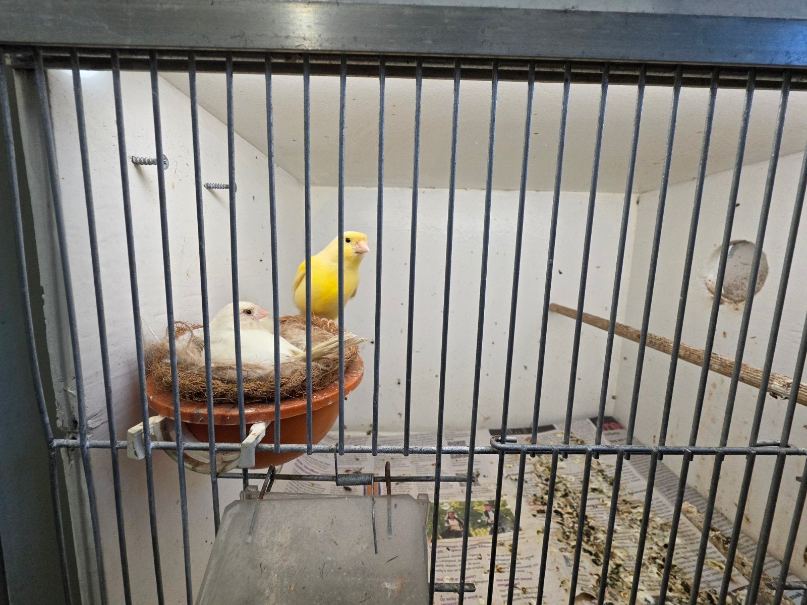 4  koppel kanaries, Dieren en Toebehoren, Vogels | Kanaries, Meerdere dieren, Kleurkanarie