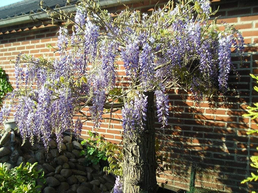 tuinplanten / blauwe regen, Ophalen, Volle zon, Vaste plant, Klimplanten
