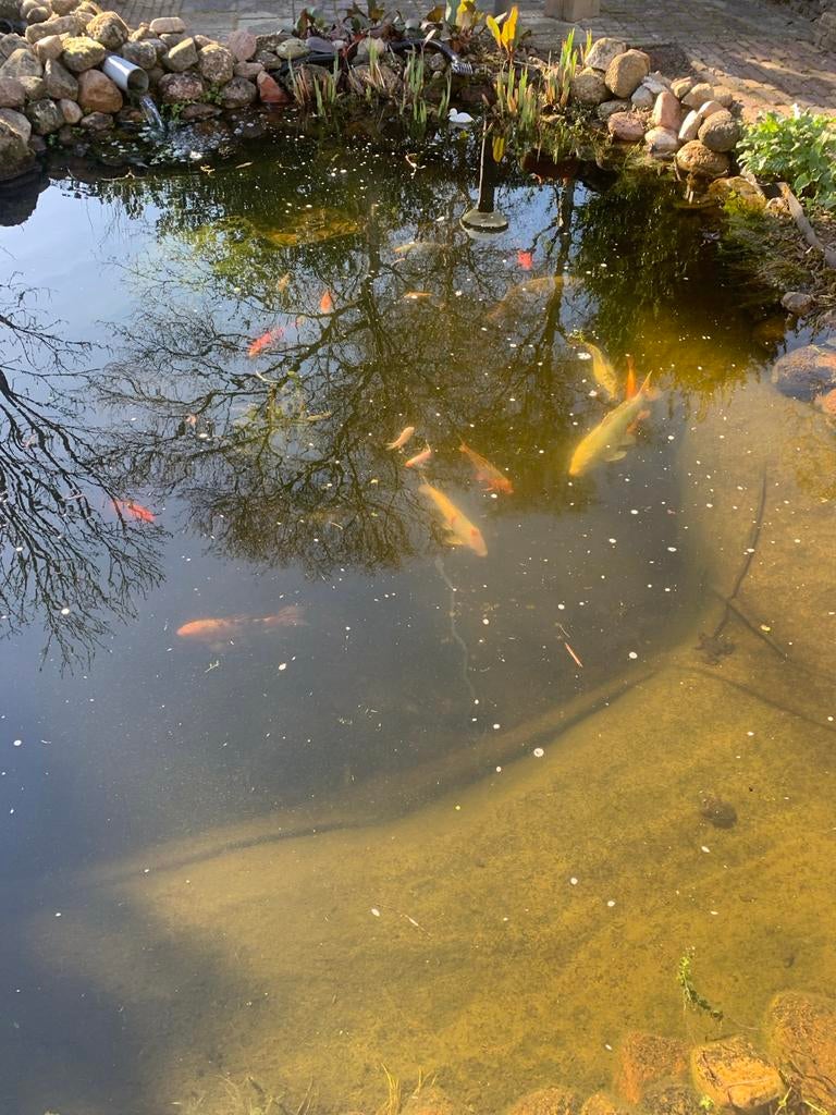 Koi’s, diverse kleuren en grootte., Dieren en Toebehoren, Vissen | Vijvervissen, Karper of Koi