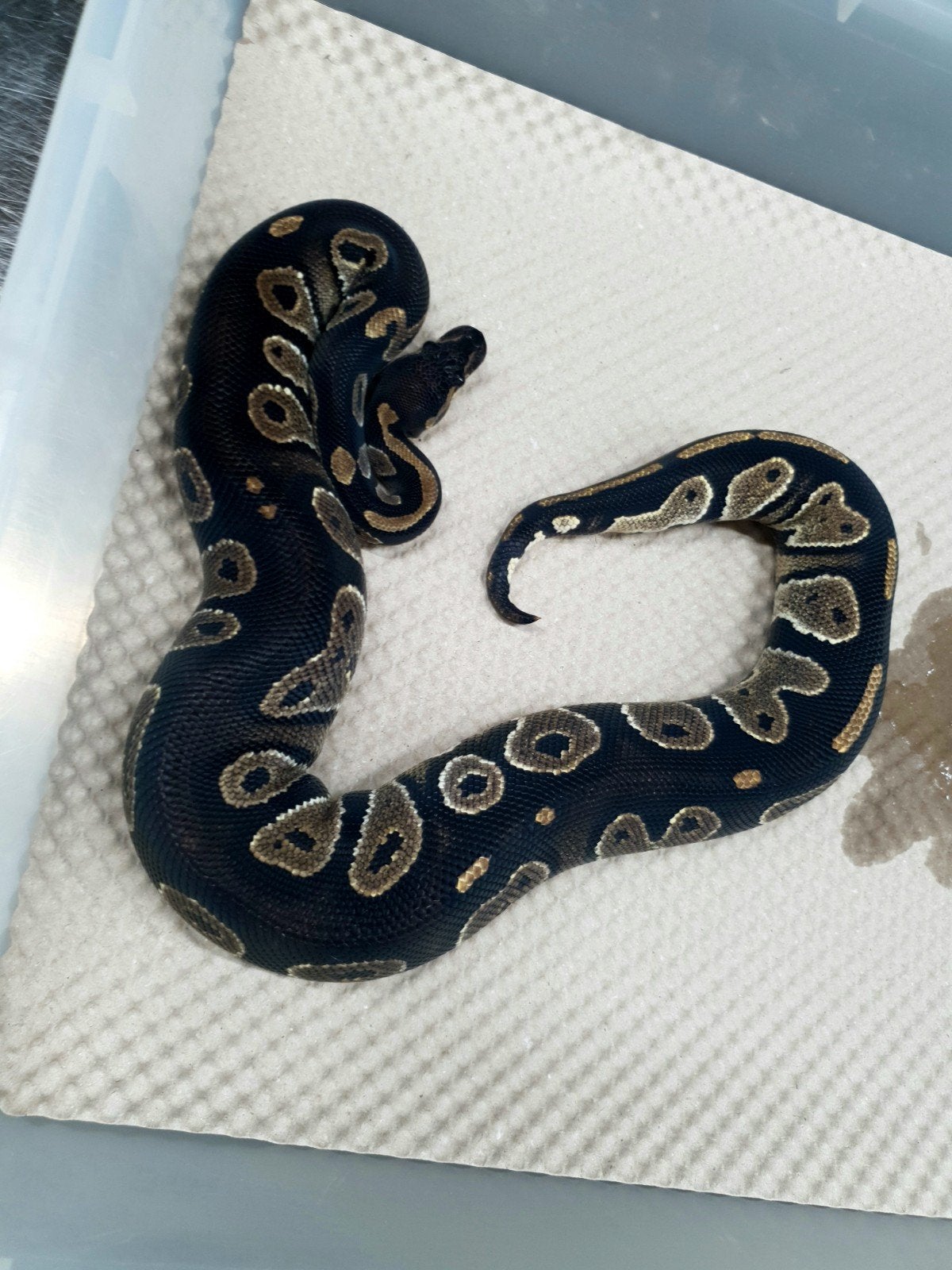 koningspython Ball Python - female for sale from Richard