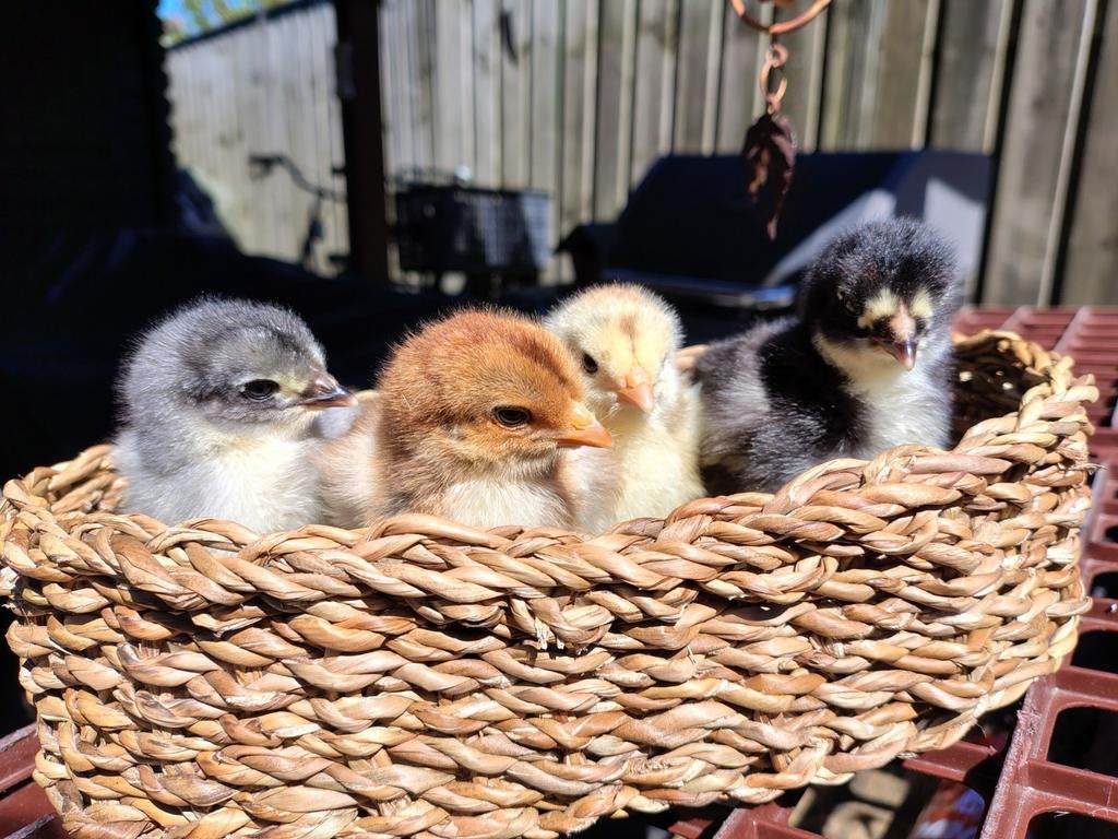 Kuikens Brahma (groot) en Zijdehoen kriel, Dieren en Toebehoren, Pluimvee, Geslacht onbekend, Kip