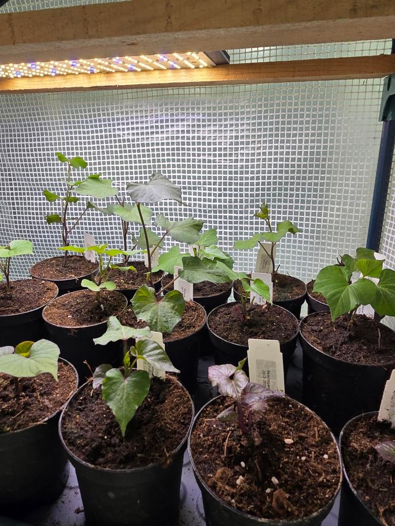 Zoete aardappel stekken planten, Ophalen, Minder dan 100 cm, Overige soorten, Zomer