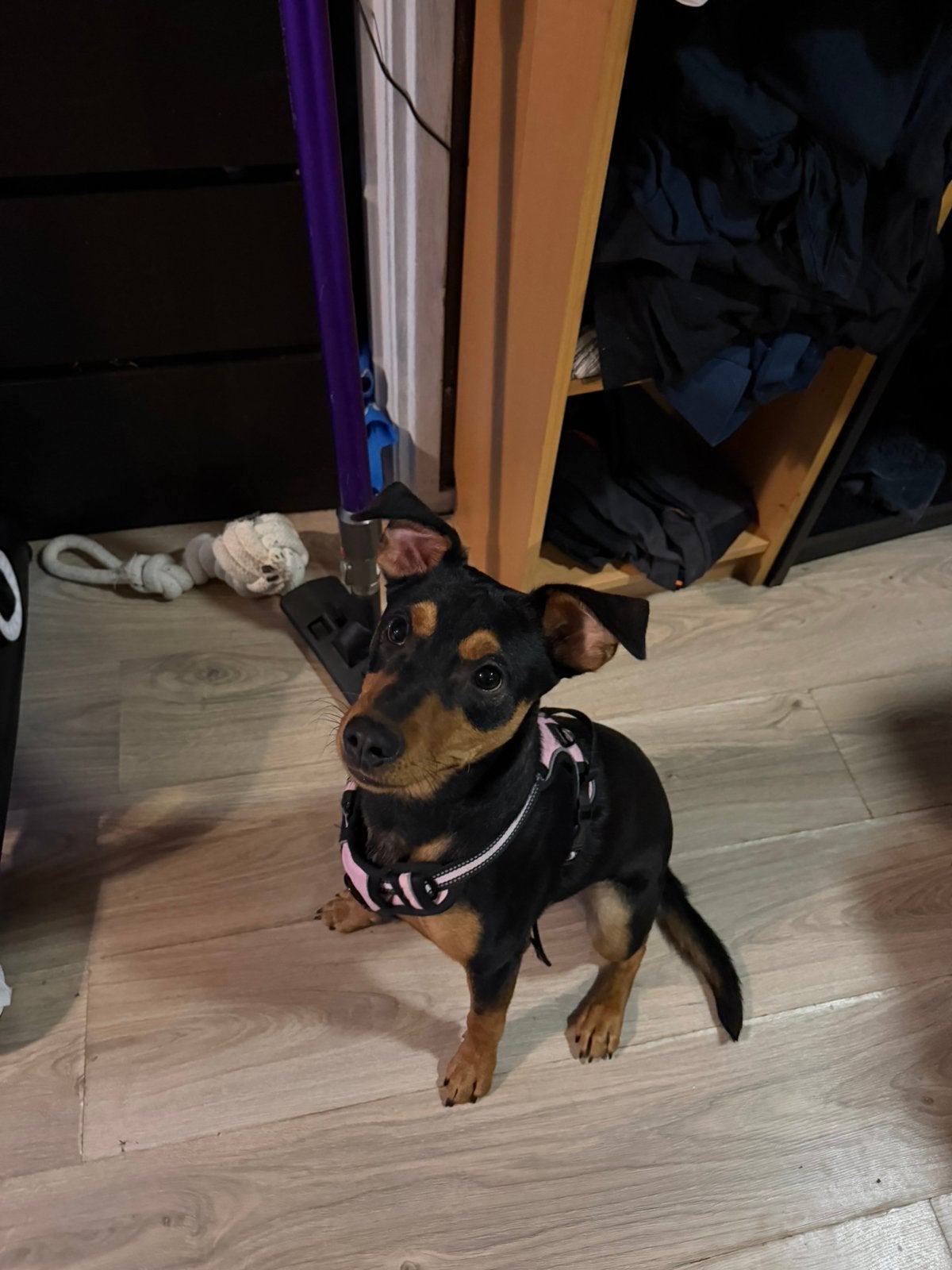 Mini zoekt nieuw huisje! Pitbull X Pinscher, 15 weken tot 1 jaar, Parvo, Eén hond, Nederland