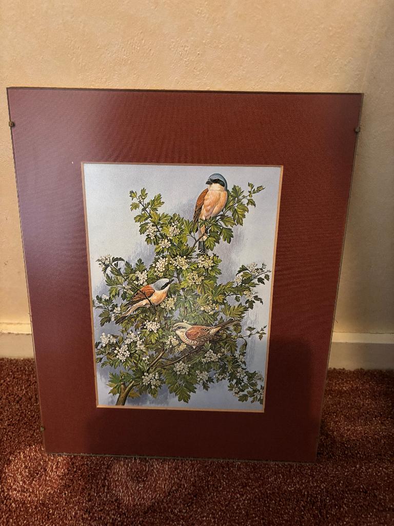 Ingelijste prent met vogels - 24x30 cm, Antiek en Kunst, Ophalen of Verzenden