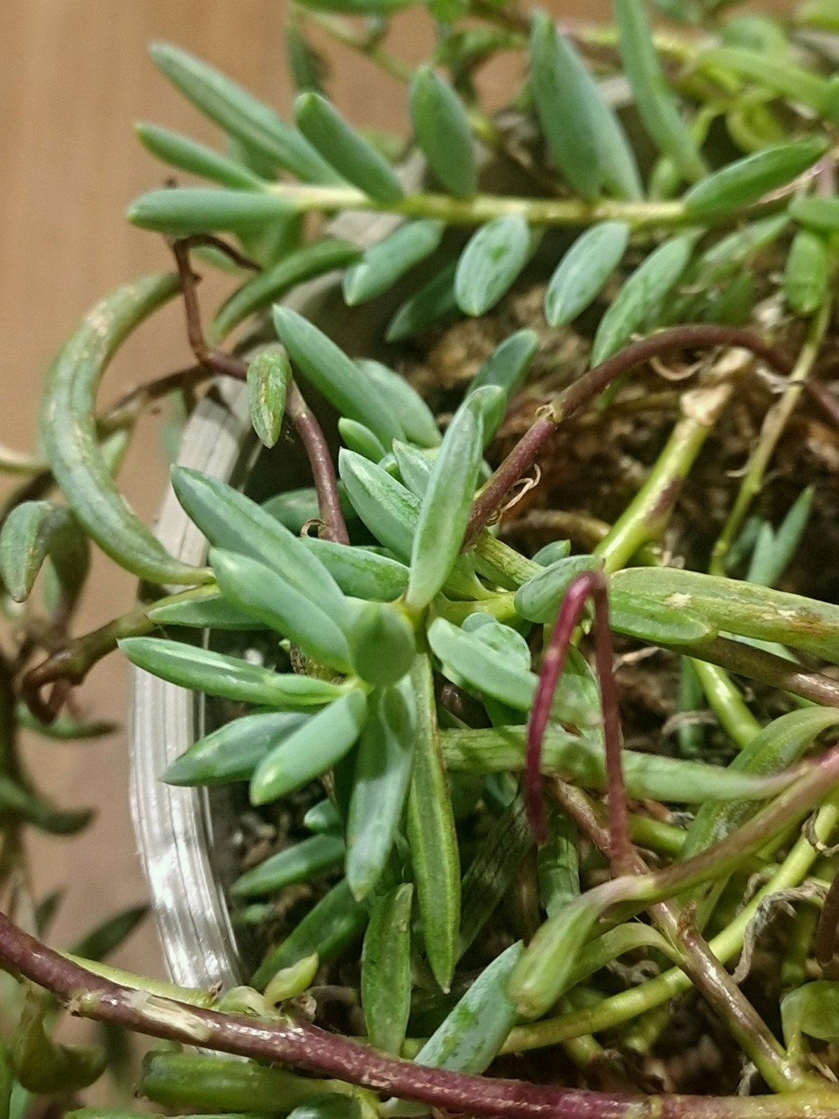 Senecio Heirranus String of Rubies, Bloeiende kamerplant, Ophalen of Verzenden, Halfschaduw, Minder dan 100 cm
