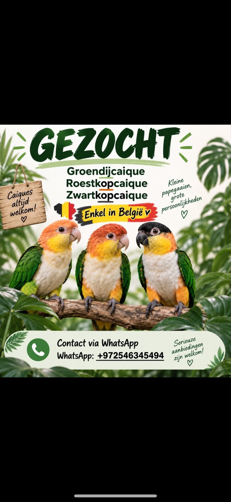 alle soorten caiques, uitsluitend volwassen vogels., Meerdere dieren, Papegaai