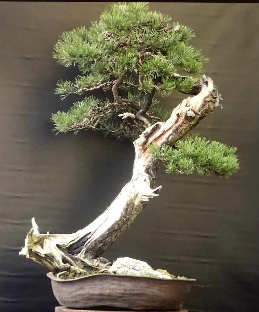 Bonsai, Bloeit niet, Halfschaduw, Overige soorten, Minder dan 100 cm