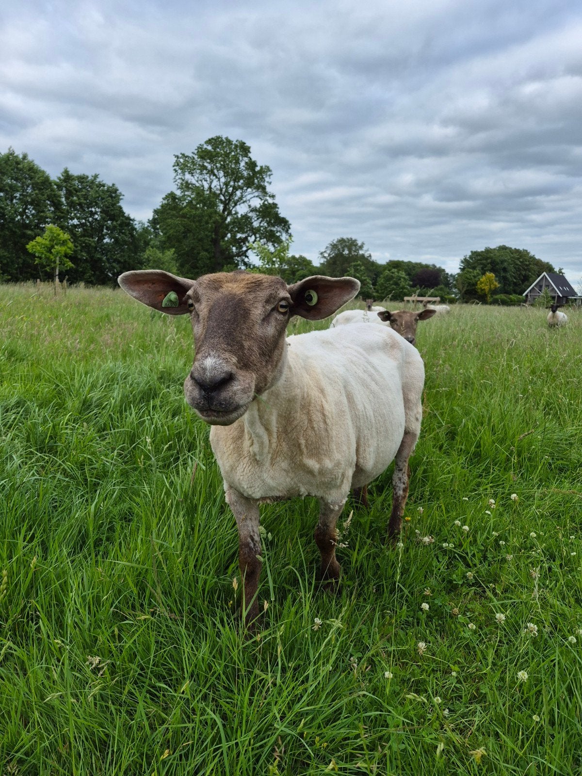 Schapenwol, Ophalen of Verzenden, Nieuw, Spinwol