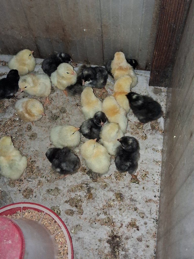 Kuikens, Meerdere dieren, Kip