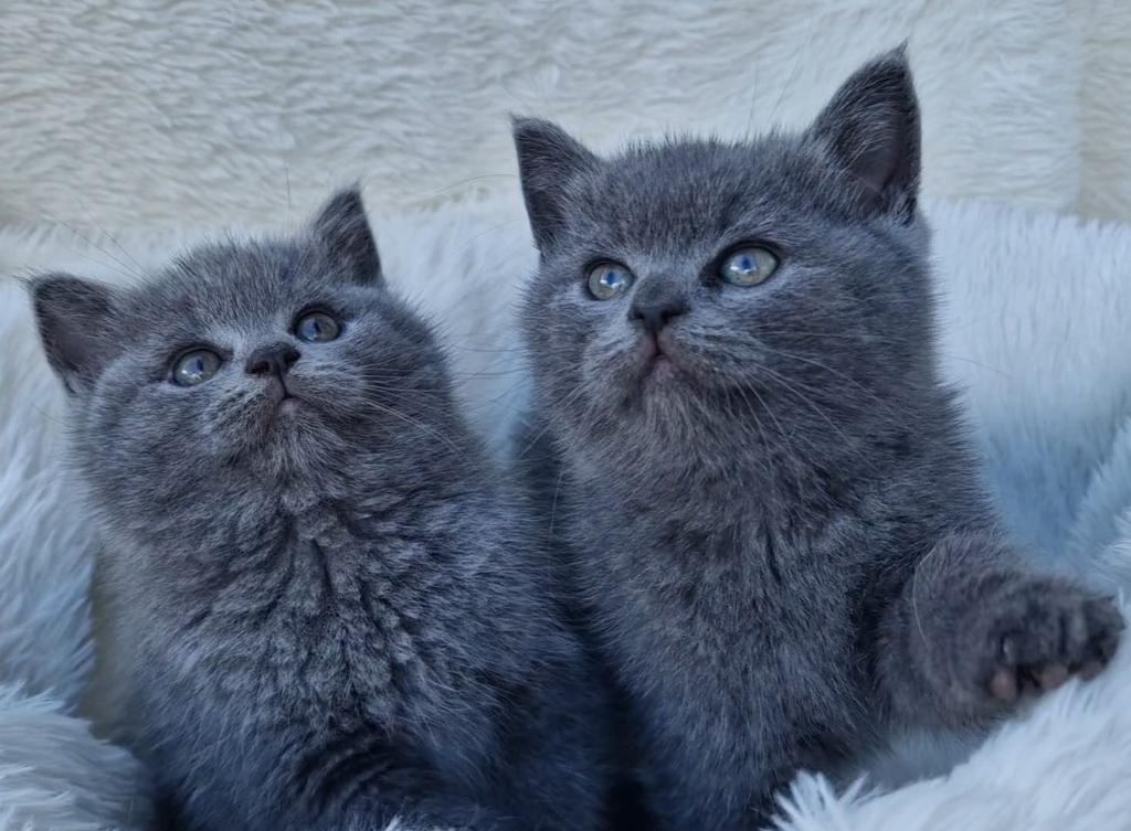 Raszuivere Britse korthaar kittens, Dieren en Toebehoren, Katten en Kittens | Raskatten | Korthaar, Meerdere dieren