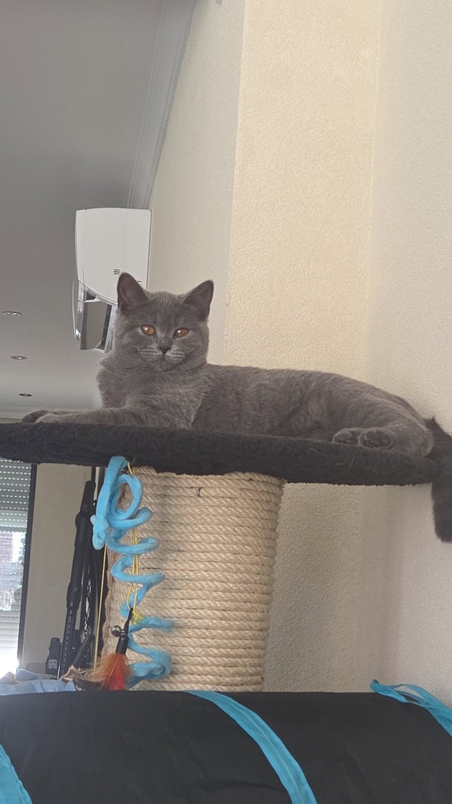 Gezocht!!, Poes, 0 tot 2 jaar
