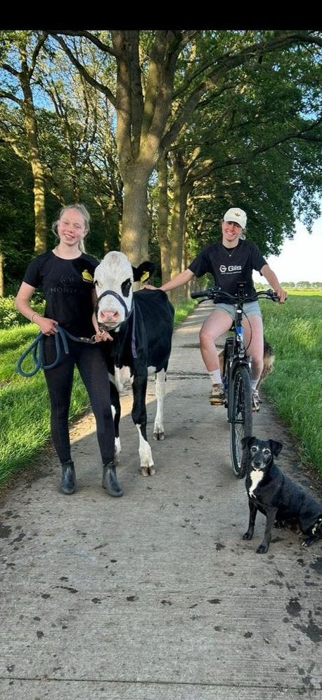 Holstein x Blaarkop vaars aangeboden, Vrouwelijk
