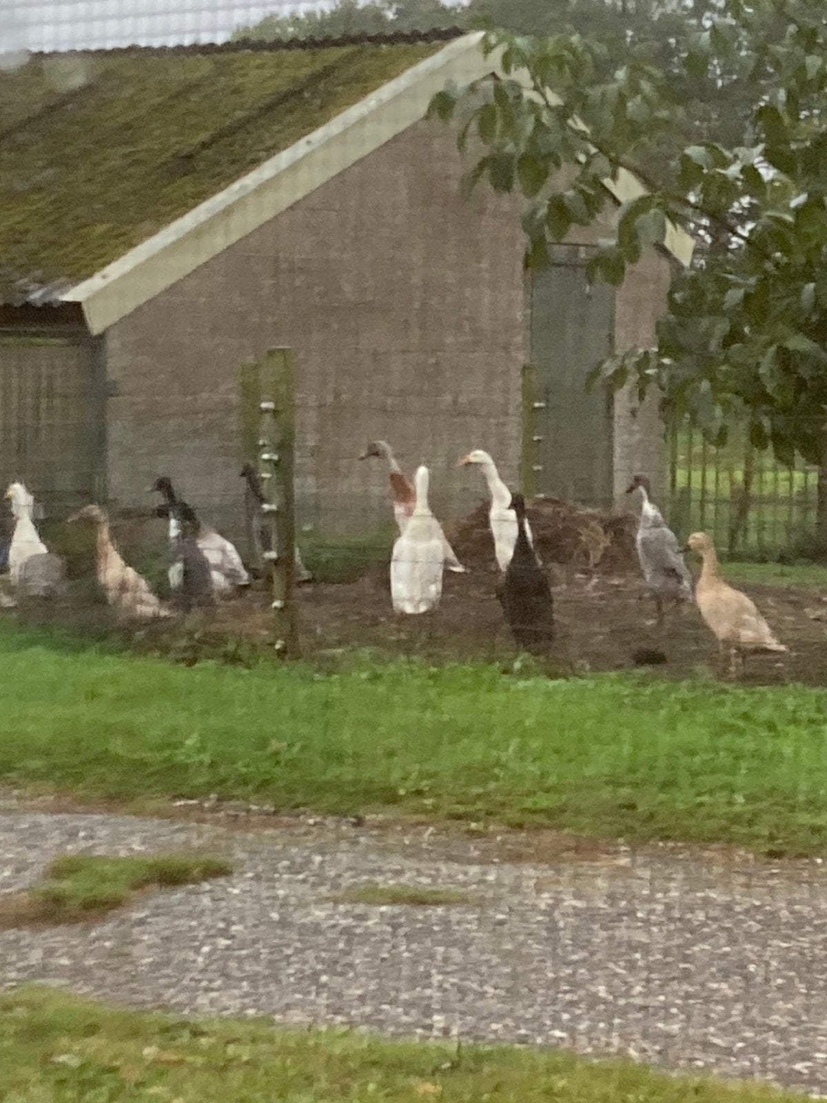Loopeenden, Dieren en Toebehoren, Meerdere dieren, Eend