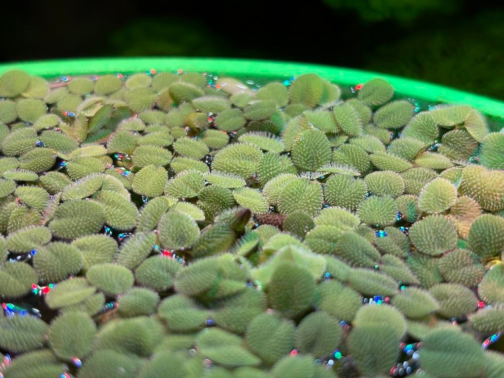 Salvinia minima, 1/3 van de cirkel, Dieren en Toebehoren, Overige typen