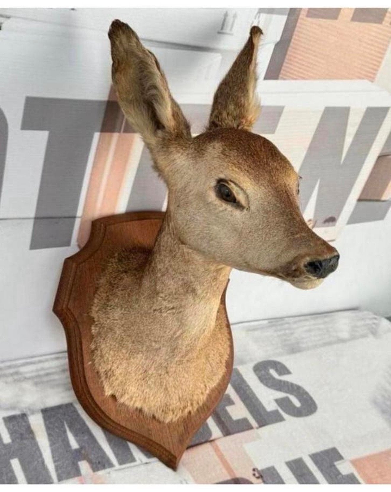 Taxidermie mooie Opgezette Ree kop - Capreolus wandmontage, Verzamelen, Dierenverzamelingen, Ophalen of Verzenden, Zo goed als nieuw