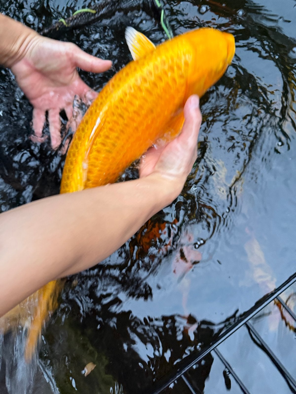 Koi, Dieren en Toebehoren