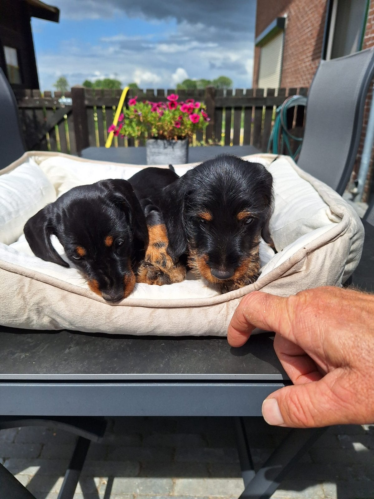 Te koop; Ruwharige Black and Tan kaninchen teckel pups., Kaninchen, Parvo, 8 tot 15 weken, Meerdere