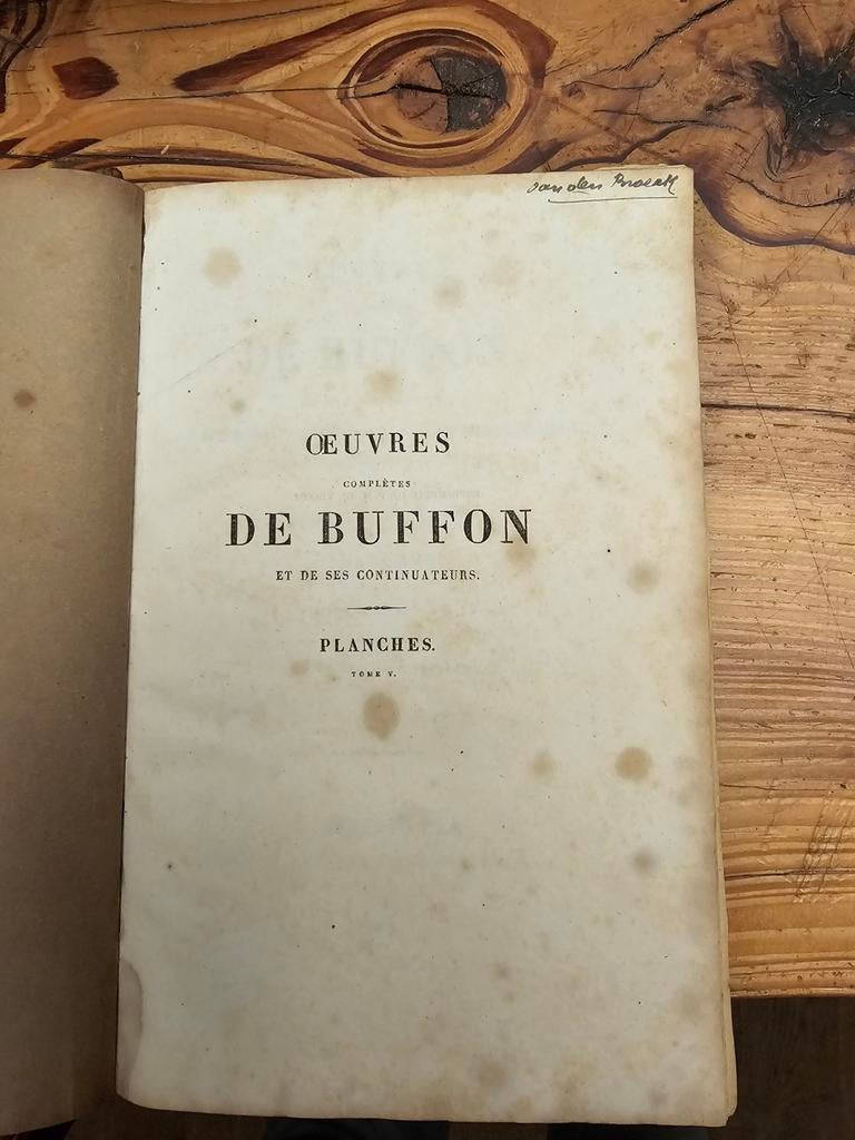Oud Boek: Buffon & Daubenton - Handgekleurde Gravures Vogels, Antiek en Kunst, Ophalen of Verzenden, Buffon & Daubenton